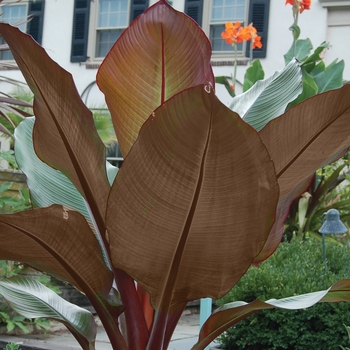 Ensete ventricosum - 'Abyssinian Red' Banana