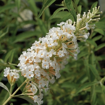 Buddleia davidii - 'White Profusion' Butterfly Bush