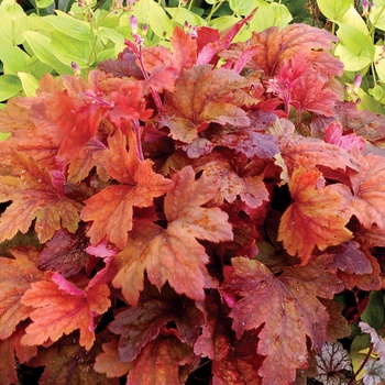 Heucherella - 'Sweet Tea' Foamy Bells Heucherella - 'Sweet Tea' Foamy Bells