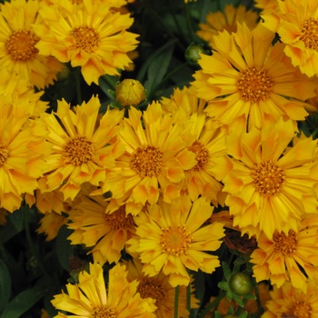 Coreopsis grandiflora - 'Jethro Tull' Tickseed Coreopsis grandiflora - 'Jethro Tull' Tickseed