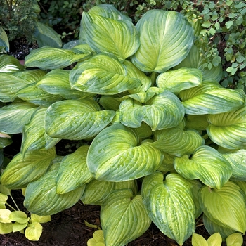 Hosta - 'Guacamole' Hosta