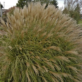 Miscanthus sinensis - 'Adagio' Dwarf Japanese Silver Grass