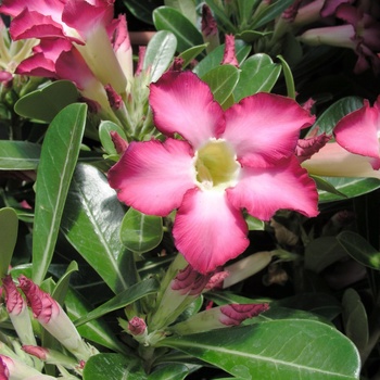 Adenium obesum - Desert Rose