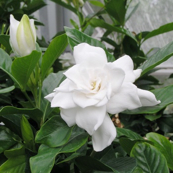 Gardenia jasminoides - 'August Beauty' Gardenia jasminoides - 'August Beauty'
