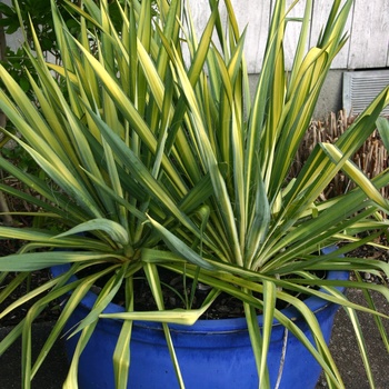 Yucca filamentosa - ''Color Guard'' Yucca