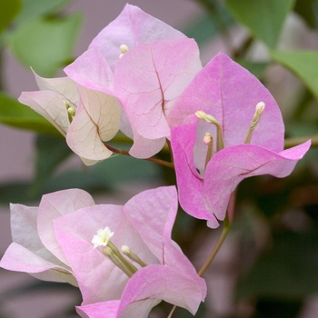Bougainvillea - 'Imperial Thai Delight'