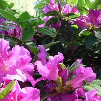 Rhododendron (Azalea) - Encore® 'Autumn Royalty®' Rhododendron (Azalea) - Encore® 'Autumn Royalty®'