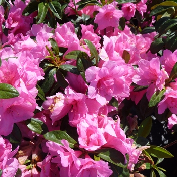 Rhododendron Rutherford hybrid - 'Pink Ruffle' Azalea