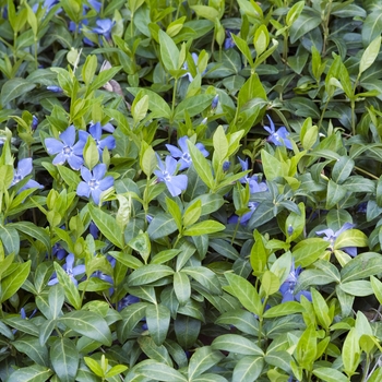Vinca minor - Vinca