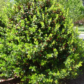 Ilex cornuta 'Burfordii Nana' - Dwarf Burford Holly