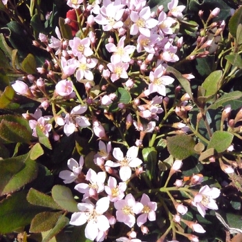 Rhaphiolepis indica - 'Eleanor' Indian Hawthorn