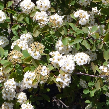 Spiraea prunifolia - Bridal Wreath Spirea