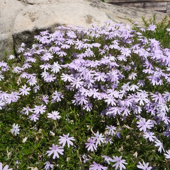 Phlox nivalis - Moss Phlox