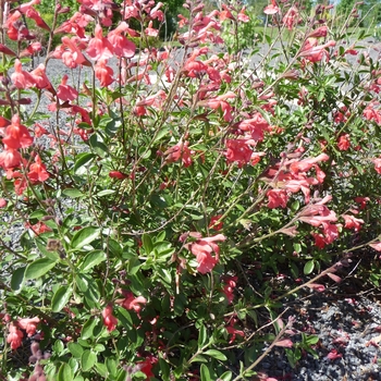 Salvia greggii - Red Autumn Sage