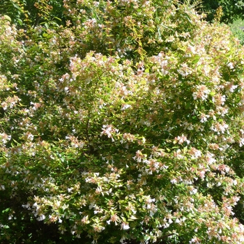 Abelia x grandiflora - 'Francis Mason' Glossy Abelia