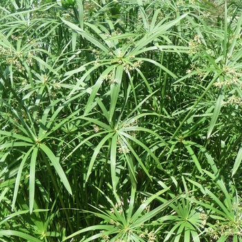 Cyperus alternifolis - Umbrella Plant