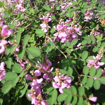 Indigofera pseudotinctoria - Indigo