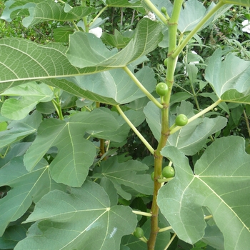 Ficus carica - LSU Gold Fig