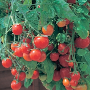 Lycopersicon esculentum (Tomato) - 'Tumbling Tom Red'