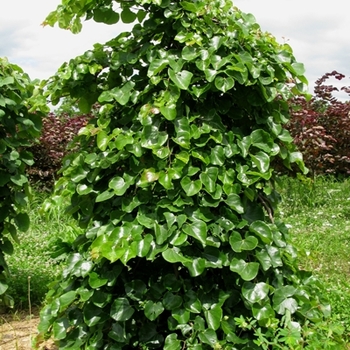 Cercis canadensis var. texensis - 'Traveller' Weeping Redbud