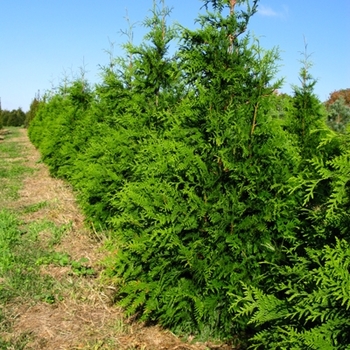 Thuja - 'Green Giant' Giant Arborvitae