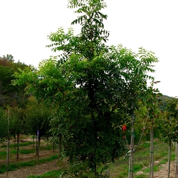 Pistacia chinensis - Chinese Pistache