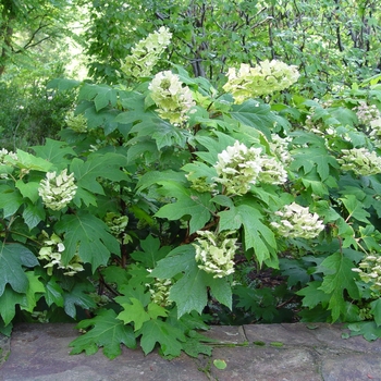 Hydrangea quercifolia - Oakleaf Hydrangea