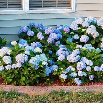 Hydrangea macrophylla - 'Big Daddy' Bigleaf Hydrangea