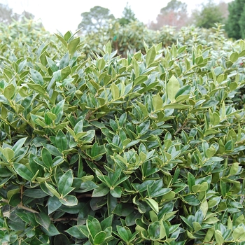 Ilex cornuta ''Carissa'' - Holly Carissa