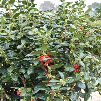 Ilex cornuta 'Burfordii Nana' - Dwarf Burford Holly