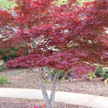 Acer palmatum var. atropurpureum - Japanese Maple 'Bloodgood'