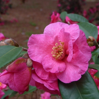 Camellia sasanqua - 'Kanjiro' Camellia