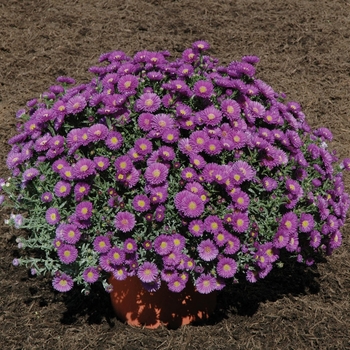 Aster novi-belgii - ''Magic&trade; Purple''