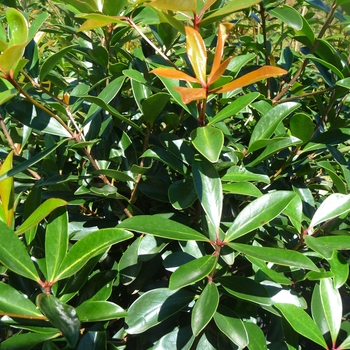 Ternstroemia gymnanthera - Japanese Cleyera