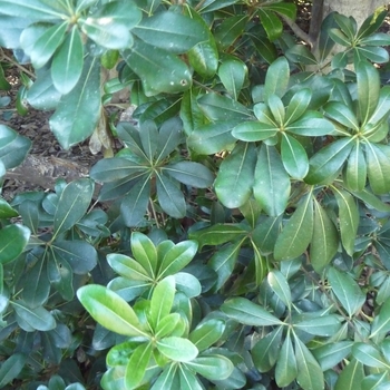 Pittosporum tobira - ''Wheeler''s Dwarf'' Dwarf Mock Orange