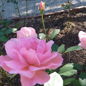Rosa - 'Queen Elizabeth' Rose Rosa - 'Queen Elizabeth' Rose