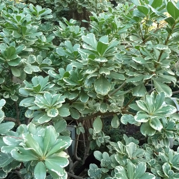 Pittosporum tobira - 'Variegata' Variegated Mock Orange