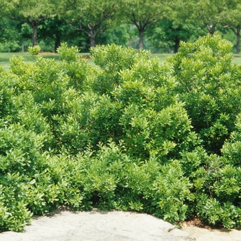 Myrica pusilla - Dwarf Wax Myrtle