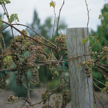 Vitis vinifera - 'Blanca' White Grape