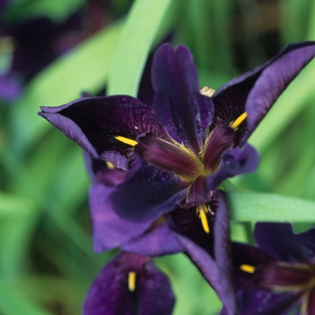 Iris - Louisiana Iris