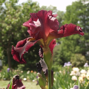 Iris germanica - 'Bernice's Legacy' Bearded Iris