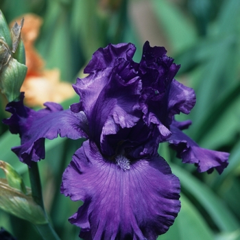 Iris germanica - 'Dashing' Bearded Iris