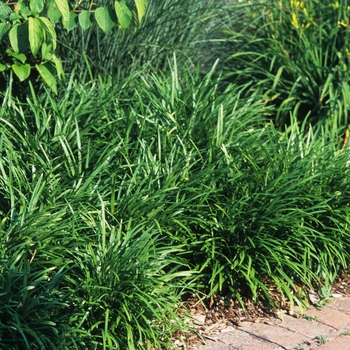 Liriope spicata - Creeping Lily-turf