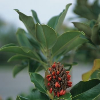 Magnolia grandiflora - Magnolia 'Claudia Wannamaker'