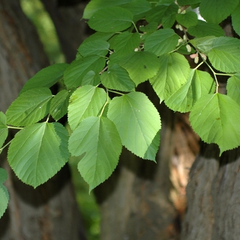 Morus rubra - Fruiting Mulberry