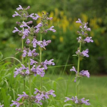 Nepeta subsessilis - Catmint