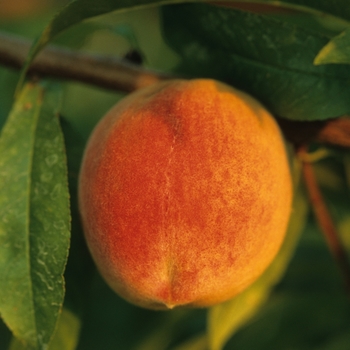 Prunus persica - 'Ruston Red' Peach