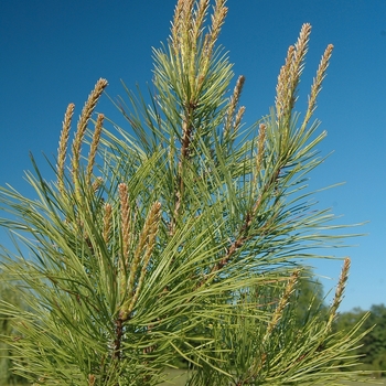 Pinus taeda - Loblolly Pine