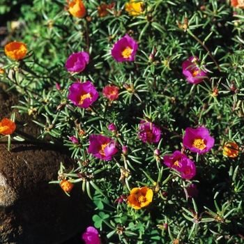 Portulaca grandiflora - Moss Rose