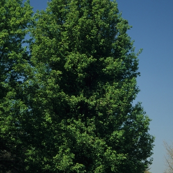 Pyrus calleryana - 'Cleveland Select' Cleveland Pear